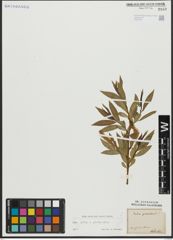 Foto von Salix alba L. x Salix pentandra L.